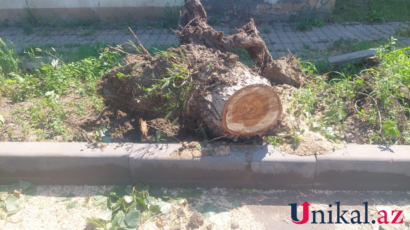 Güclü külək Gəncədə fəsadlar törətdi - FOTO